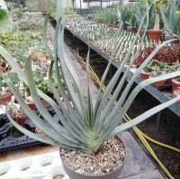 Aloe plicatilis