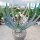 Aloe plicatilis