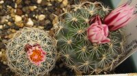 Turbinicarpus saueri v. nelissae