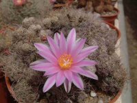 Turbinicarpus pseudomacrochele
