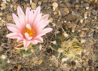 Turbinicarpus pseudomacrochele