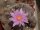 Turbinicarpus pseudomacrochele