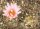 Turbinicarpus pseudomacrochele