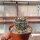 Ferocactus peninsulae