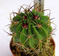 Ferofossulocactus F2-Hybride LEIBNITZ