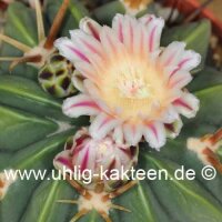 Ferofossulocactus F2-Hybride LEIBNITZ (20 Korn pro...