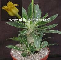 Pachypodium horombense