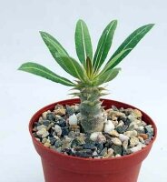 Pachypodium horombense