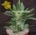 Pachypodium horombense