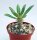 Pachypodium horombense
