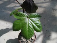 Jatropha gossipifolia