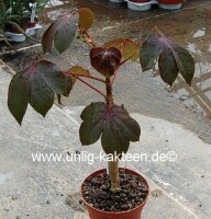 Jatropha gossipifolia
