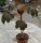 Jatropha gossipifolia