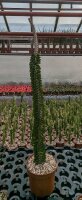 Alluaudia procera