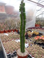 Alluaudia procera