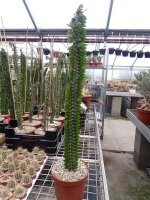 Alluaudia procera