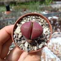 Pleiospilos nelii cv. Royal Flush