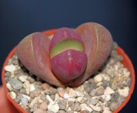 Pleiospilos nelii cv. Royal Flush