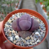 Pleiospilos nelii cv. Royal Flush