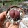 Pleiospilos nelii cv. Royal Flush