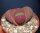 Pleiospilos nelii cv. Royal Flush