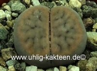 Lithops schwantesii v. schwantesii C 076