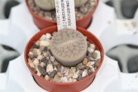 Lithops pseudotruncatella v. pseudotruncatella C 070 30 km S Windhoek, Namibia