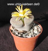 Lithops hookeri v. elephina C 093 25km North-East of...