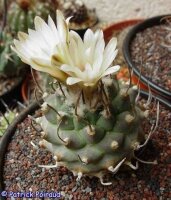 Turbinicarpus klinkerianus östl. Huizache