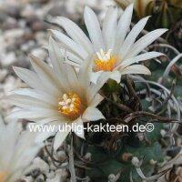 Turbinicarpus klinkerianus östl. Huizache