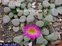 Frithia pulchra