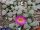 Frithia pulchra