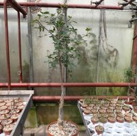 Bursera fagaroides