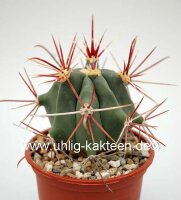 Ferocactus pottsii X rectispinus F2