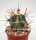Ferocactus pottsii X rectispinus F2