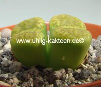Lithops bromfieldii v. insularis (Sulphurea) C 362