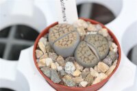 Lithops schwantesii v. uricosensis natupsdriftensis C 075...