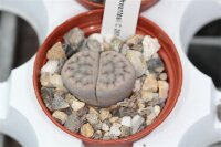 Lithops schwantesii v. schwantesii C 265 45 km N...