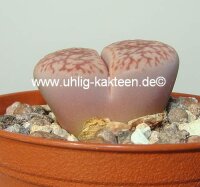 Lithops hookeri v. susannae C 091 TL, 30 km SE Douglas,...