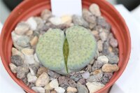 Lithops fulviceps v. fulviceps cv. Aurea C 363 Namibia