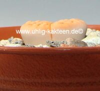 Lithops karasmontana v. karasmontana C 223 25km North-East of Grünau, Namibia