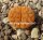 Lithops karasmontana v. karasmontana C 223 25km North-East of Grünau, Namibia