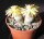 Lithops dinteri v. brevis C 268 55 km SW Warmbad, Namibia