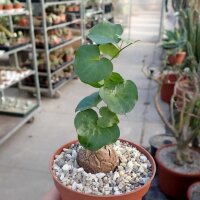 Dioscorea elephantipes