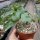 Dioscorea elephantipes