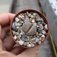Lithops schwantesii v. schwantesii C 211 10 km SE...