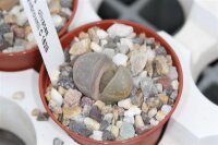 Lithops olivcea v. nebrownii C 162 B TL TL 70 km WSW...