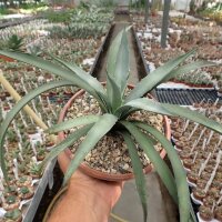 Agave macroacantha