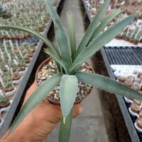 Agave macroacantha