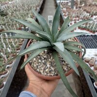 Agave macroacantha